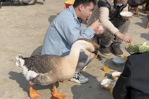 大鹅带你吃瓜,大鹅带你领略娱乐圈的瓜田盛宴