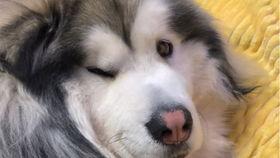 柯基兄弟在线吃瓜,萌态十足引网友热议