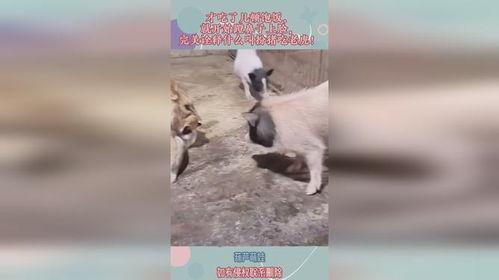 扮猪鼻子吃瓜