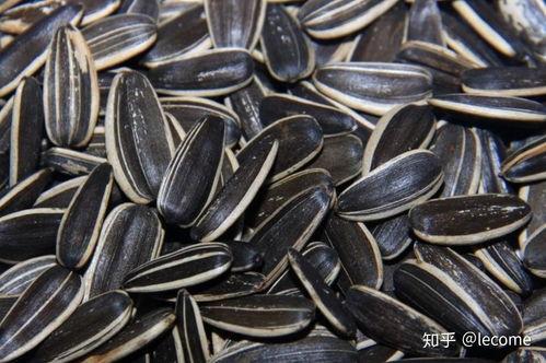 吃瓜人嗑瓜子,吃瓜人嗑瓜子的欢乐时光