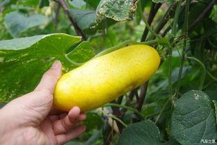 吃瓜不忘挖坑人