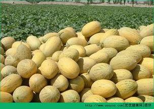 吃哈密瓜吃鸡蛋