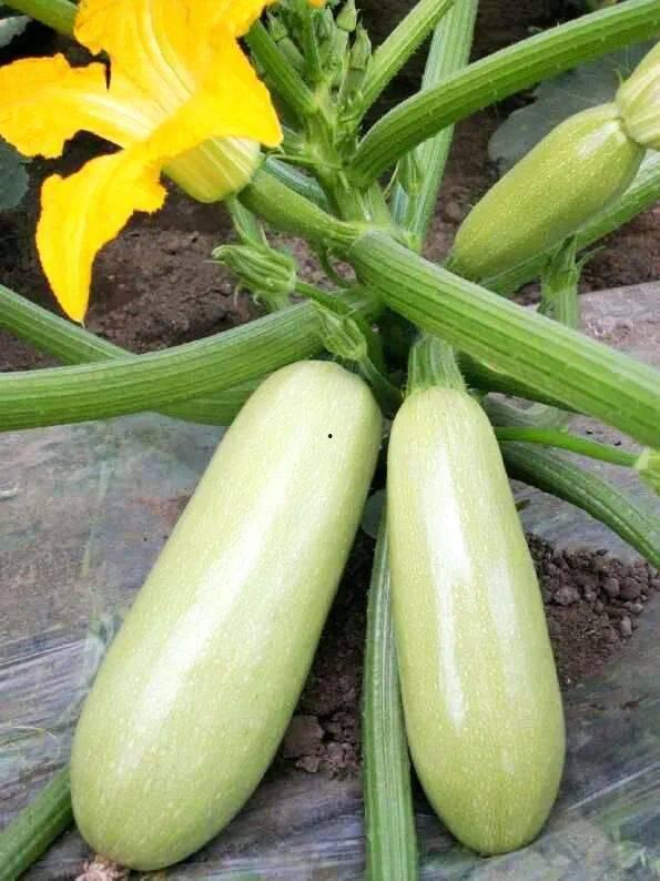 杭州吃的松瓜,松脆爽口的松瓜新吃法