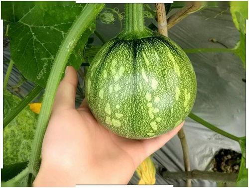 小铃铛吃瓜,小铃铛的瓜田奇遇记