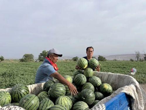 吃瓜怎么拍照,捕捉夏日清凉瞬间