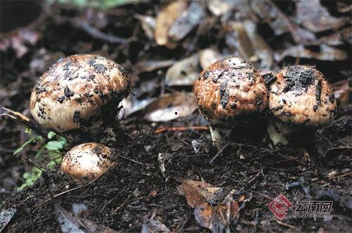 南华县吃瓜,瓜果飘香，品味田园生活