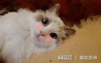 猫益生菌吃瓜青年,健康生活新风尚