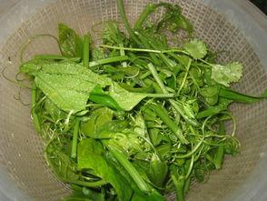 瓜叉苗怎么吃,探索美味食用新方式