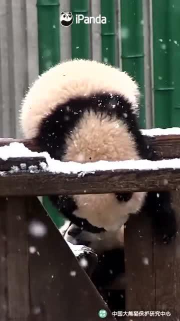 吃瓜小熊博主,揭秘娱乐圈那些不为人知的幕后故事