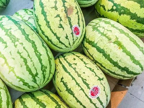 只吃瓜不种瓜,揭秘只吃瓜不种瓜的奇妙现象