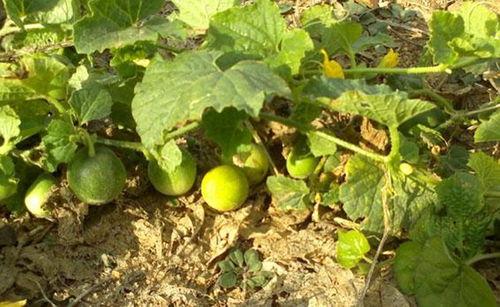 屎瓜怎么吃视频