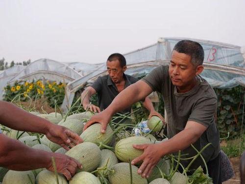 李广恒村吃瓜,一场别开生面的吃瓜盛宴