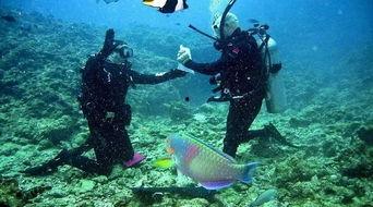 潜水吃瓜明星视频,揭秘潜水界的吃瓜趣事