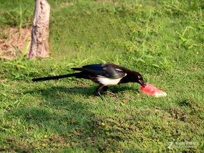 喜鹊吃西瓜农的瓜,农人智慧应对喜鹊“吃货”挑战
