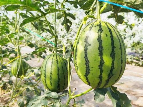 吃最甜的瓜意思,揭秘最甜瓜的秘密