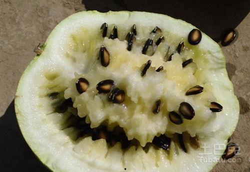 晚上吃籽瓜文案,籽瓜美食，尽享清爽滋味！