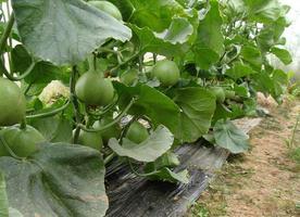 北流石瓜怎么吃