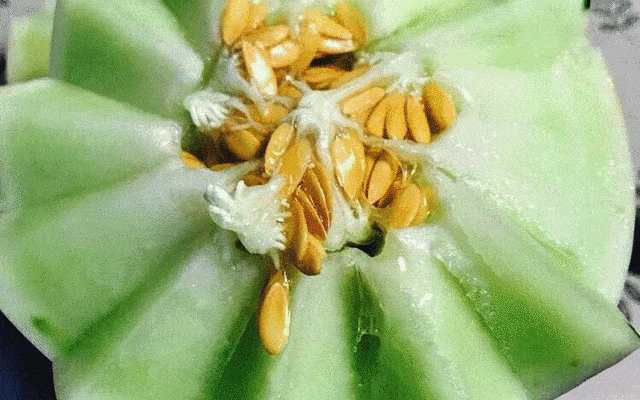 软蜜瓜拿勺子吃,拿勺子品尝的甜蜜体验