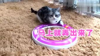 猫人吃瓜,揭秘猫人吃瓜背后的趣味与智慧