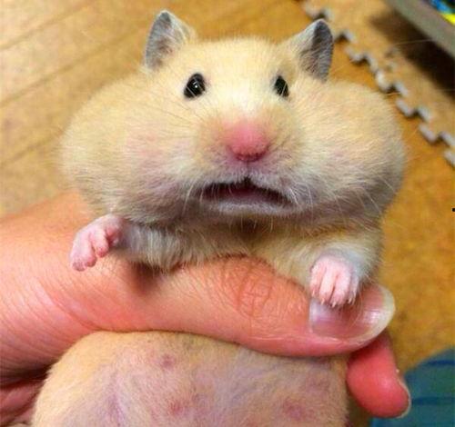 可以给仓鼠吃瓜,揭秘仓鼠的夏日美食之旅